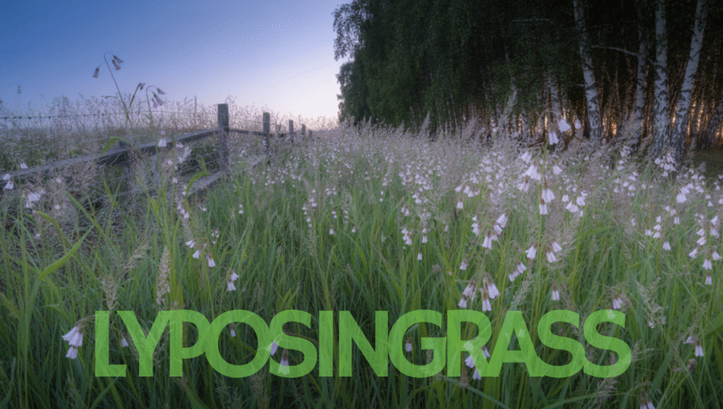 Lyposingrass: Comprehensive Guide and Latest Insights